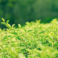 QQ飞车严斌开的这辆车目前是飞车里最稀有的