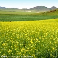 特种兵接头竟然还有暗语,一句天王盖地虎早已