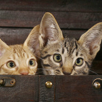 爱在黎明前,印度抗中电影,我们解放军冲出来的