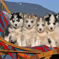 网红舞蹈串烧合集,C哩C哩还可以这么跳的