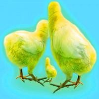 我的体育老师:莉莉约王小米吃饭为何和二叔说