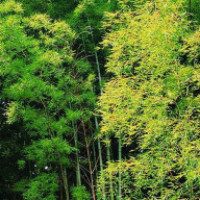 男女混合摔角中,女子使出夺命龙爪手,让男子下