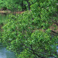 非洲女孩讲述中国海外撤侨