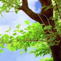 第一顺位继承人,阿斯加德的救世主