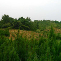 游泳教学之蝶泳腿的动作技巧