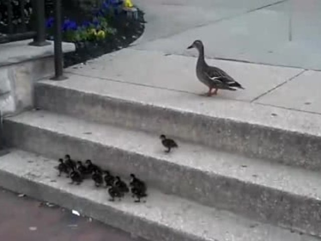 一群小鸭子努力上台阶,鸭妈妈在旁耐心等待,很