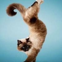 女特工不肯屈服于日军要被枪决,鬼子开枪后竟