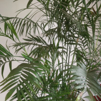 美女主唱换人了 最新版2018世界杯主题曲MV《