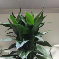 抖音温婉私生活混乱被官方封杀,成名视频被删