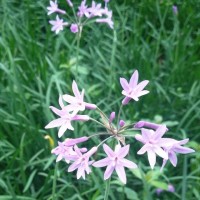 天地情缘之宝莲灯 沉香带阿姨去见田法师有谁