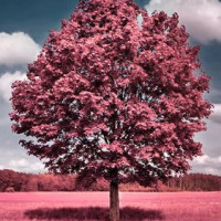 王者荣耀:说名字猜主播 花木兰一定是骚易吧?