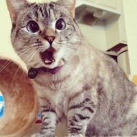 《醉玲珑》元凌强吻卿尘玲珑夫妇实力演绎1厢