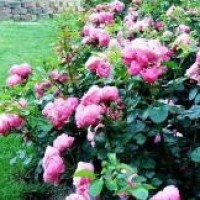 男孩用10个饮料瓶,自制小发明,颠覆传统钓鱼方