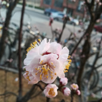 明星大侦探最恐怖的一幕,全体尖叫,鬼鬼几乎崩