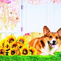 东方不败风云再起,林青霞唱一首笑红尘