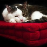 二哈的叫声,主人的配音太棒了!