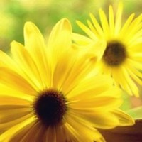 舞蹈学猫叫,恭喜!你获得了一只猫系女友