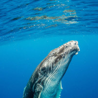 动画演绎马桶安装全教程,很专业每个细节都讲