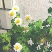 跨界歌王:邓伦总决赛和杨宗纬合唱《欢乐颂》