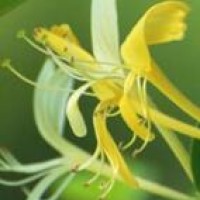 吴奇隆:演唱会刘诗诗突然献花,吴奇隆欣喜若狂