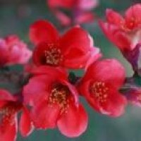 迪丽热巴、邓伦电梯吻花絮:邓伦撑衣撩妹的动