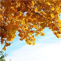 千万不要让贾玲说英语,太好笑了,英文版相声