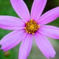 绝地求生搞笑动画:搅屎棍儿背信弃义,呆鸡拙计