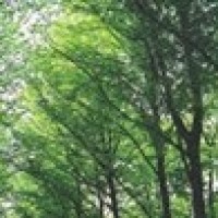 熊黛林针灸美容脸上扎针 感慨做女人难