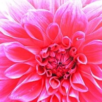 复古美人!Angelababy最新美照,穿黑色礼服妆容