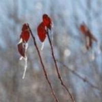 汪汪队立大功:汪汪队拯救阿波罗