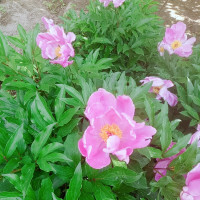 LOL:无限火力盖伦最适合的BGM,听到后 ,我反