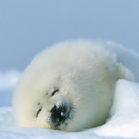 唐艺昕张若昀结婚怀孕了?脸肿手扶肚子这张合