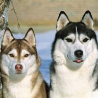 角马被狮子残忍封鼻,被活活闷死