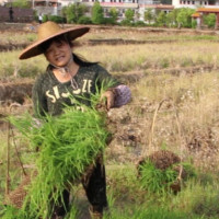 农村钟姐种番薯,儿子:为什么要种番薯,妈妈:不种