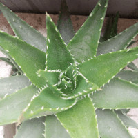 2018女排国家联赛 中国VS土耳其