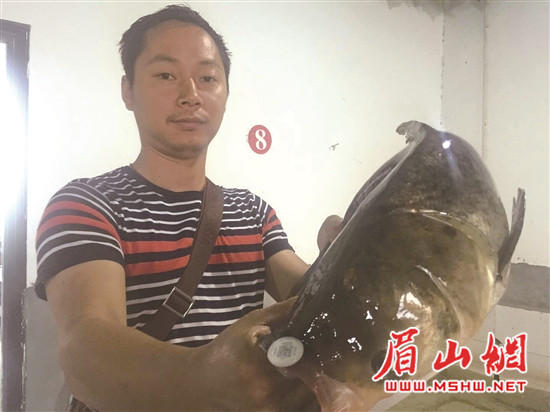 二维码一扫辨真伪黑龙滩花白鲢有了 身份证 腾讯网