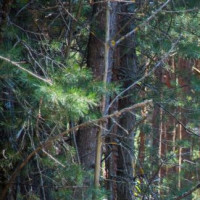 全球绝世天王--迈克尔杰克逊出场!粉丝瞬间激动