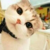 汪汪队立大功,毛毛不小心碰到了缩小枪结果变