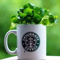 维也纳金色大厅民乐专场,中国风席卷欧洲!