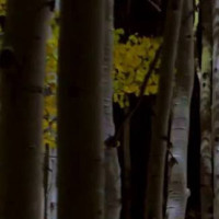 适合幼儿园跳的舞蹈《爱啦啦》,简单又可爱!