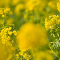 胖媳妇在家做饭,围裙成功穿成肚兜,这是要笑死