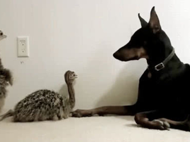 实拍歪果仁自制手动弯管机,简单实用!