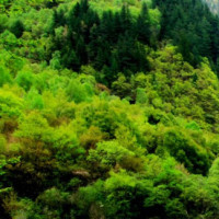 农民大叔每天拿一把电吉他到田埂上录视频唱歌