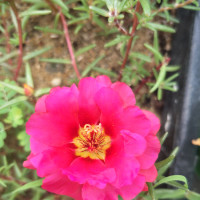 王者荣耀孤影韩信无双连招炸裂四杀貂蝉1v5蒂