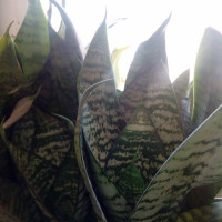 健身男子每天坚持锻炼,胸肌已经达到了可怕的