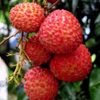 猪猪侠之超星萌宠第二季:为什么他能把碎掉的