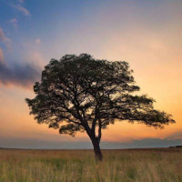 鲨鱼哥和人鱼公主被遗忘的生日,却得到神助攻