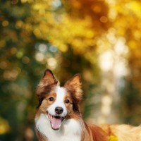 《马泥轰》影视版,电影《功夫瑜伽》彩蛋歌曲