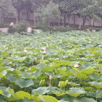 非常静距离,刘诗诗希望胡歌赶快把自己嫁出去