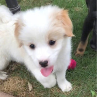 扶摇:王上太会装了,选个秀女居然还要国公等大